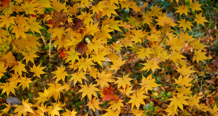 紅葉