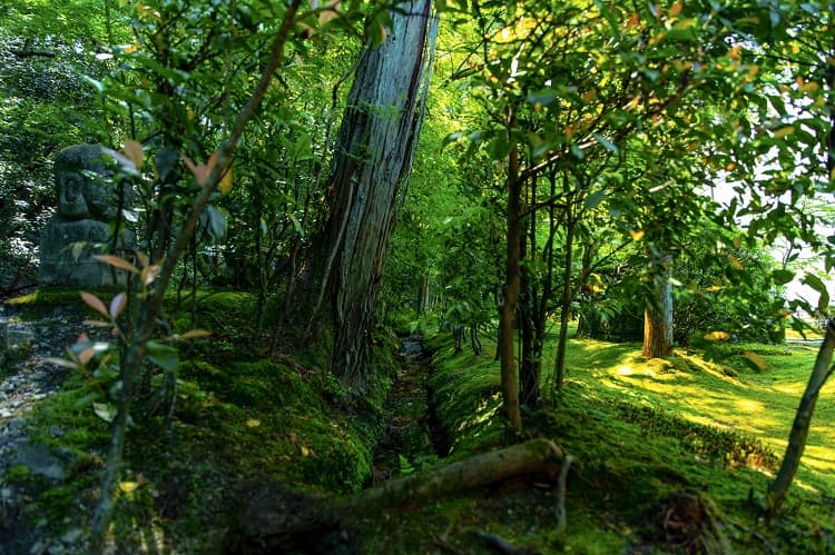 緑の森林の画像