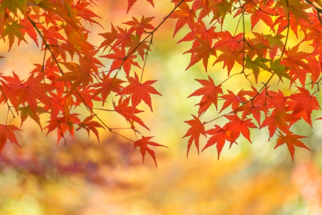 紅葉