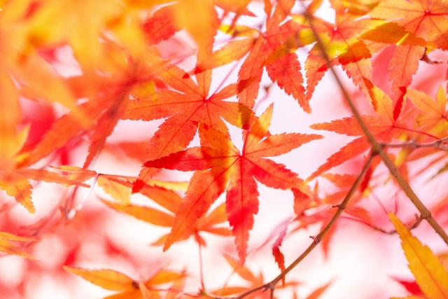 秋のお見合い服装ポイント